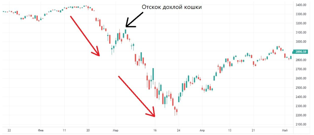 прыжок дохлой кошки на графике